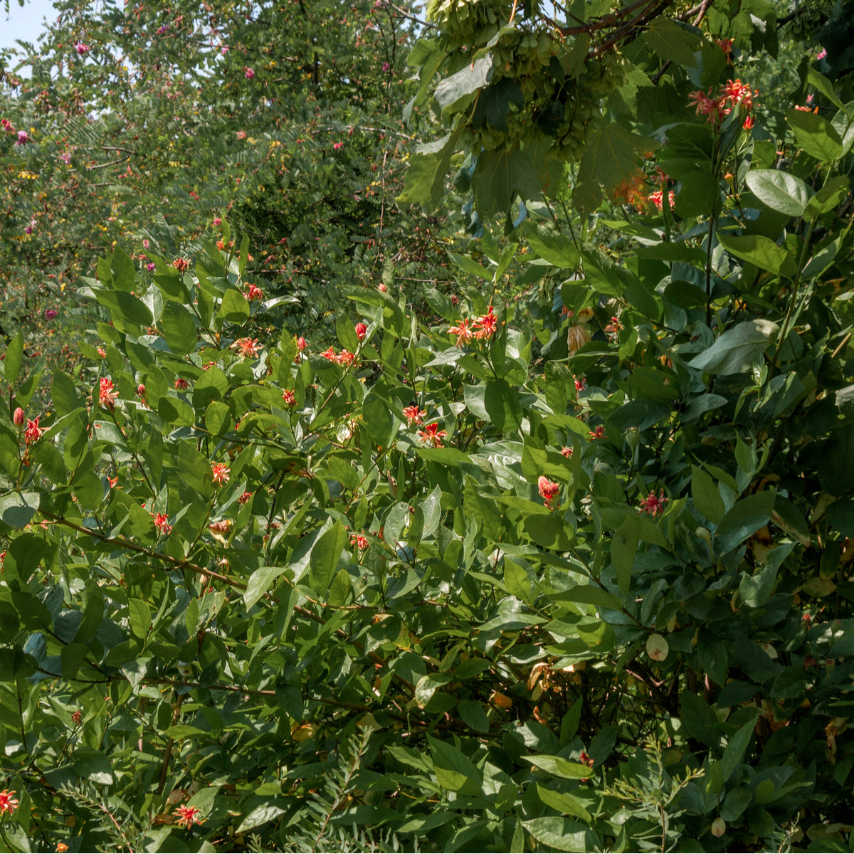 Sweetshrub - Northern Ridge Nursery