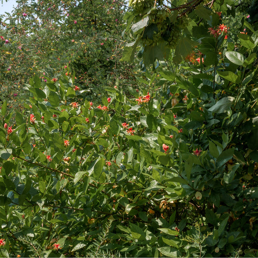 Sweetshrub - Northern Ridge Nursery