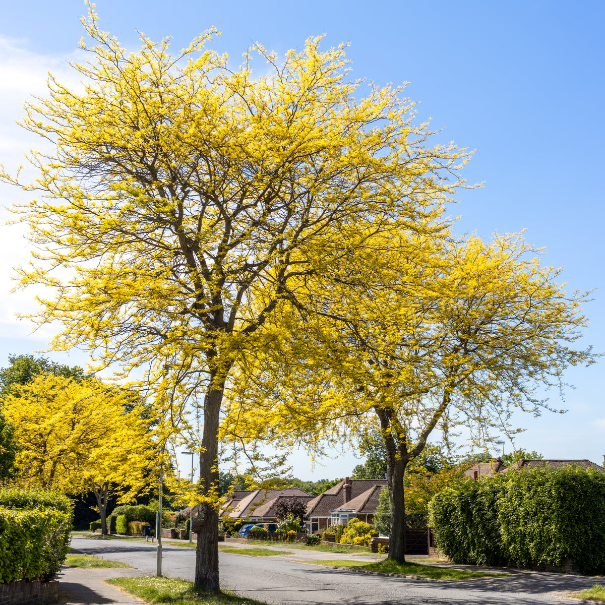 Thornless Honey Locust Tree - Northern Ridge Nursery