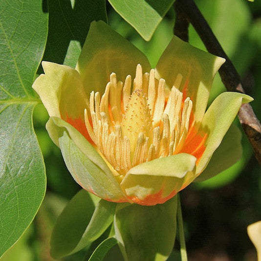 American Tulip Tree - Northern Ridge Nursery
