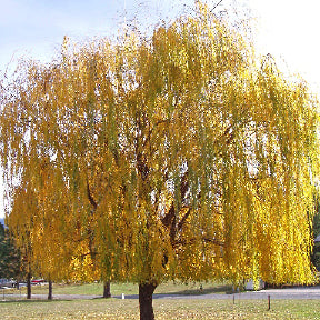 Buy Trees and Shrubs Online -Golden Yellow Weeping Willow Tree (2-3 Foot) - Northern Ridge Nursery