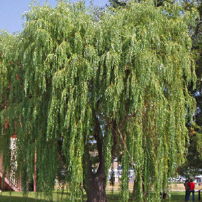 Golden Yellow Weeping Willow Tree - Northern Ridge Nursery
