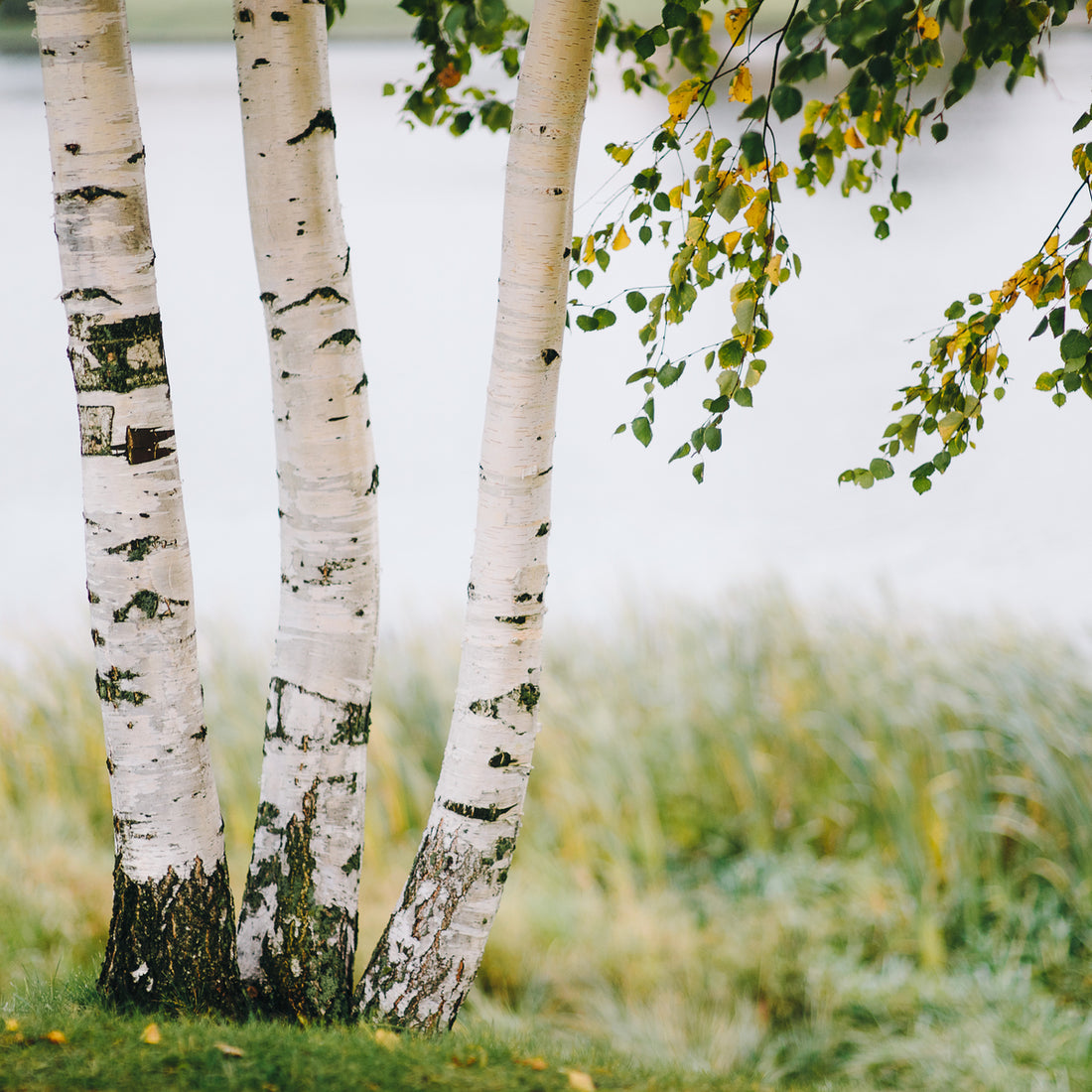 Paper Birch 3-Pack (Betula papyrifera), photo 1 of 5