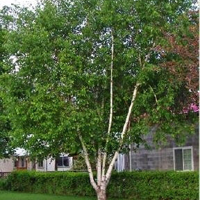 Paper White Birch Tree (3 Pack) - Northern Ridge Nursery