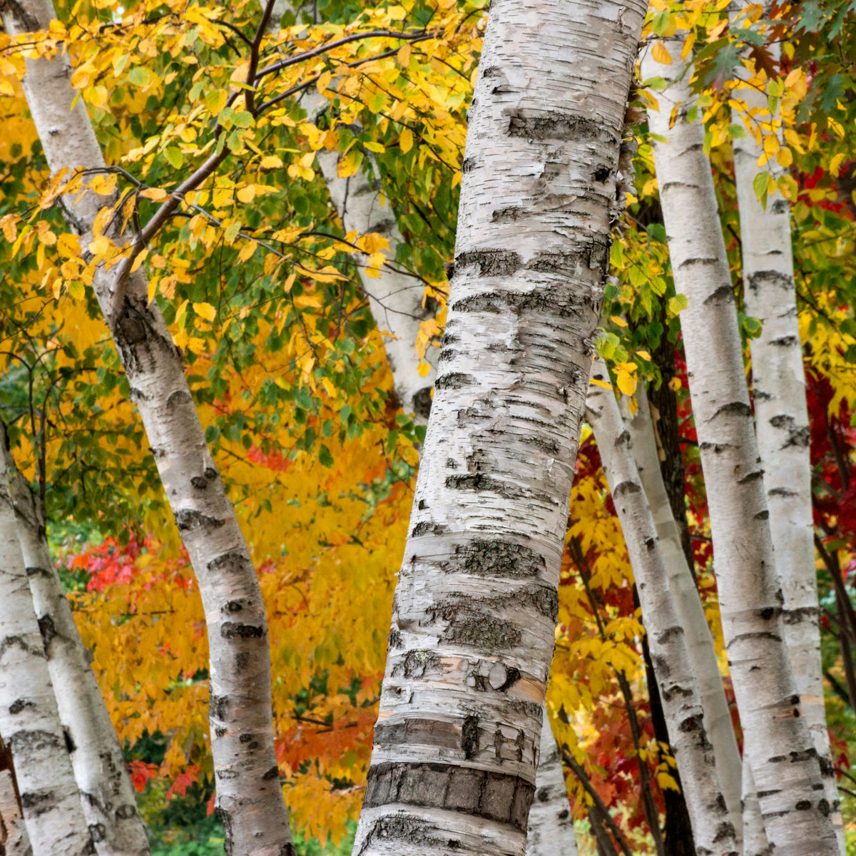 Paper White Birch Tree (3 Pack) - Northern Ridge Nursery