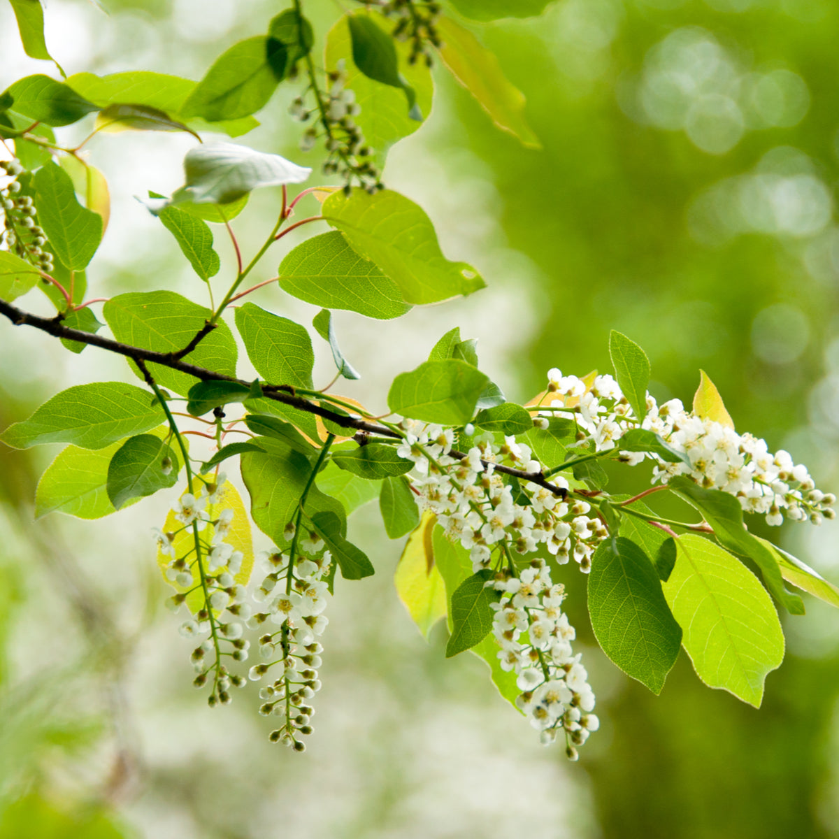 Wild Black "Rum" Cherry Tree - Northern Ridge Nursery