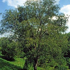 Wild Black "Rum" Cherry Tree - Northern Ridge Nursery
