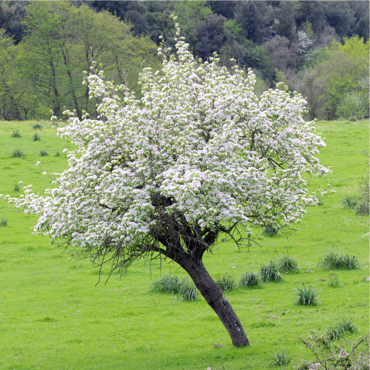 Wild Pear Tree (Spring Only) - Northern Ridge Nursery