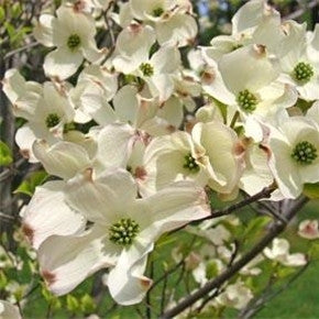 White Flowering Dogwood (Cornus florida), photo 3 of 3
