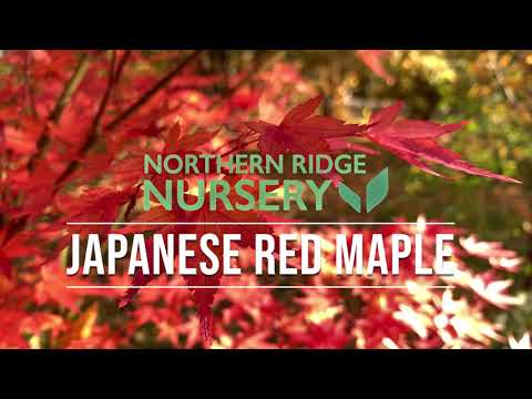 Red Leaf Japanese Maple Tree - Bare Root, 2-3 ft | Acer palmatum 'Atropurpureum'