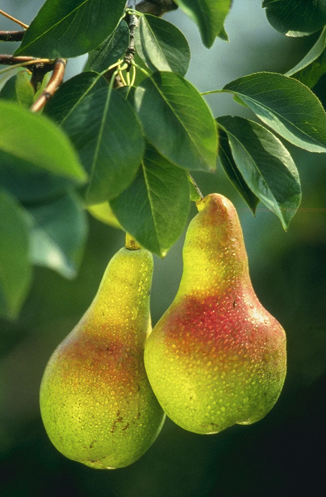 European Pear Tree - Bare Root, 2-3 ft | Pyrus communis